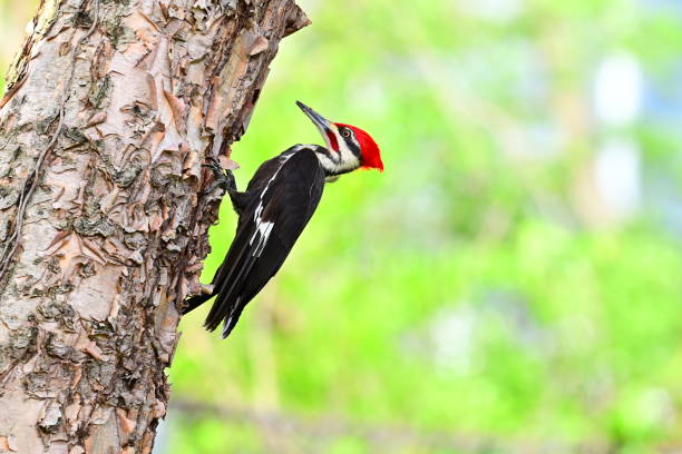 Crested Woodland Bird